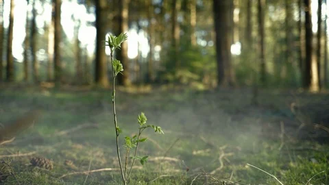 White Frost Growing in the Dark Green Fog Seamless Loop Stock Video - Video  of climate, effect: 47717859