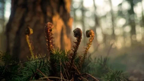Seamless Cinemagraph Loop - Young fern ready to sprout in spring Stock Footage 109181328