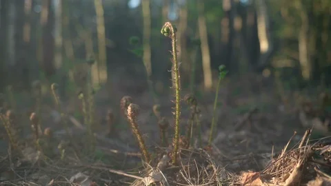 Seamless cinemagraph loop - Young fern on a misty spring morning Stock Footage 122924609