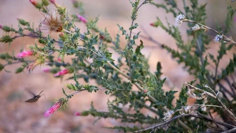 Seamless cinemagraph loopable pink flowers one Shinx Hummingbird moth Stock Footage 130073218