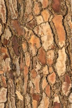 Seamless colorful pattern of bark pine texture for print and wale of fabric Stock Photos