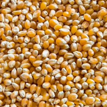 Seamless Corn kernels Texture Foto stock