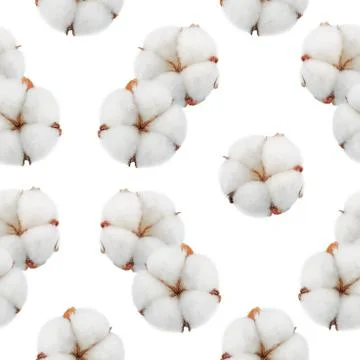 Seamless cotton pattern on white background Stock Photos