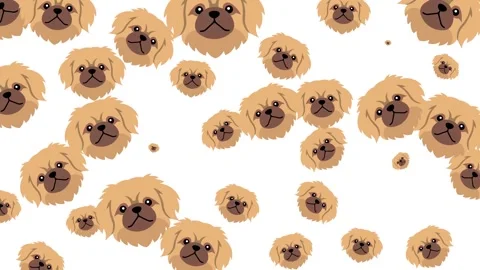 Seamless Cute Dog Head Pattern with Pekingese Faces on White Background Video stock 345539317