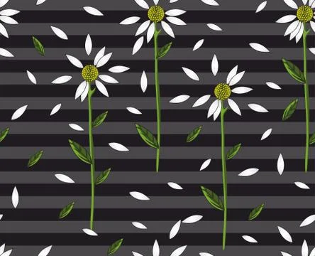 Seamless daisy pattern on grey stripes and black background. White flowers print Illustrazione stock