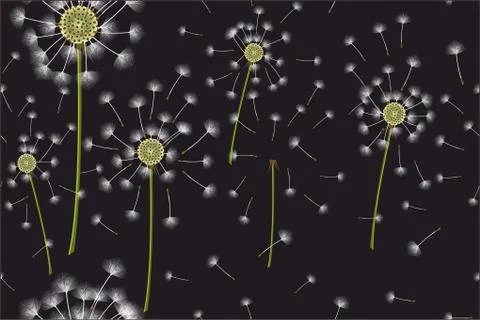 Seamless dandelion pattern on black background. - Vector 스톡 일러스트
