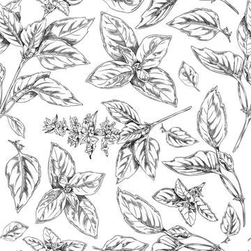 Seamless decorative pattern with basil leaves and twigs, vector illustration. Stock Illustration