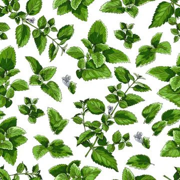 Seamless decorative pattern design with melissa sketch vector illustration. Illustrazione stock