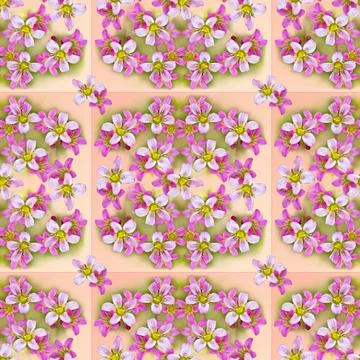 Seamless delicate tile pattern with pink saxifrage flowers. The concept of 스톡 사진