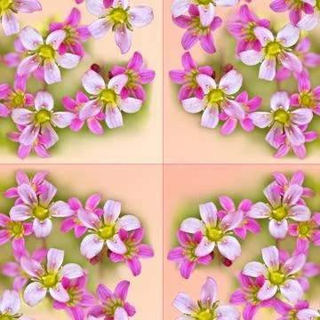 Seamless delicate tile pattern with pink saxifrage flowers, square framing. T 写真素材