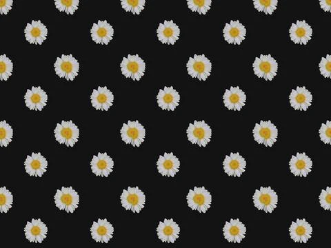 Seamless doodle daisy pattern.Seamless pattern of white daisies Stock Photos