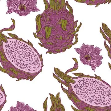 Seamless Dragon Fruit Pattern Vector Hand Drawn Mediterranean Style Pitahaya  Stock Illustration