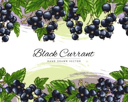 Seamless edge or border with currant on stains, sketch vector illustration. Stock Illustration