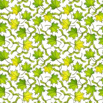 Seamless Endless Pattern of Green Maple Leaves and Seeds. Autumn or Fall Harv Stock Illustration
