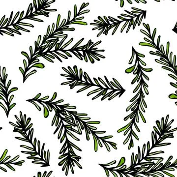 Seamless Endless Pattern of Rosemary Branch. Background with Aromatic Healing Stock Illustration