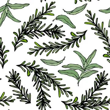 Seamless Endless Pattern of Rosemary Branch and Sage. Background with Aromati Stock Illustration