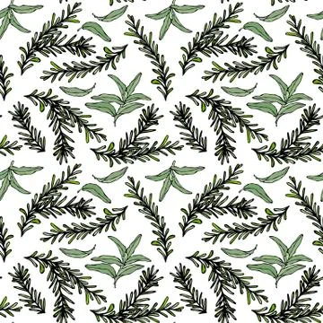 Seamless Endless Pattern of Rosemary Branch and Sage. Background with Aromati Stock Illustration