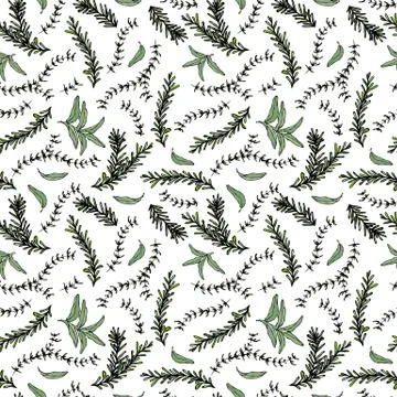 Seamless Endless Pattern of Rosemary Branch and Sage. Background with Aromati Stock Illustration