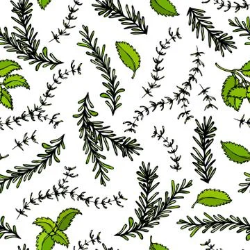 Seamless Endless Pattern of Rosemary Branch, Basil and Sage. Background with  스톡 일러스트
