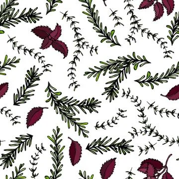Seamless Endless Pattern of Rosemary Branch, Red Basil and Sage. Background w Stock Illustration