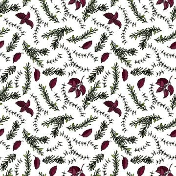 Seamless Endless Pattern of Rosemary Branch, Red Basil and Sage. Background w Stock Illustration