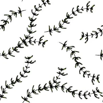 Seamless Endless Pattern of Thyme Branch. Background with Aromatic Healing Herb Illustrazione stock