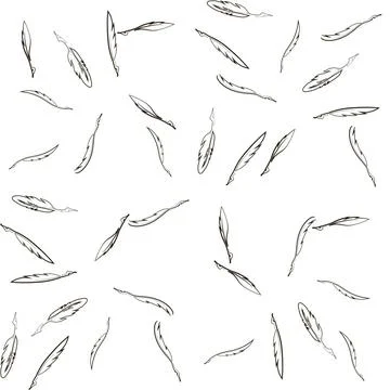 Seamless Feather Pattern Set of Different Feathers Isolated on White Backg... Stock Photos