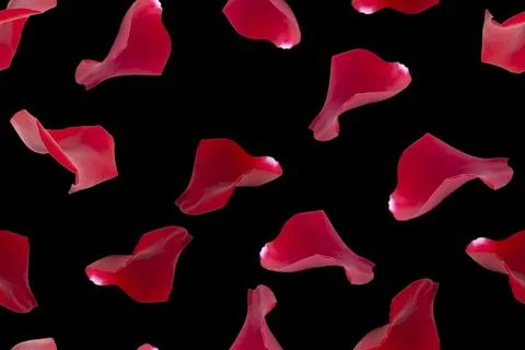 Seamless festive pattern. Petals of red roses on a black background. Stock Photos