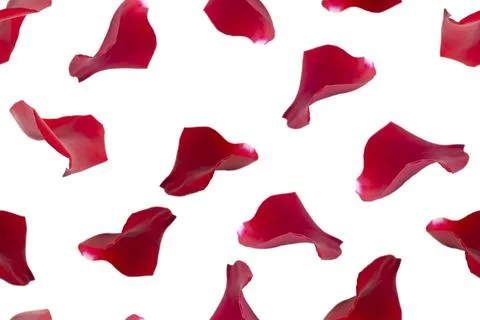 Seamless festive pattern. Petals of red roses on a white background Stock Photos