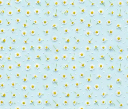 Seamless floral pattern of fresh chamomile flowers and petals Stock Photos