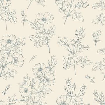Seamless floral pattern with Rose. Botanical rosehip Stock Illustration