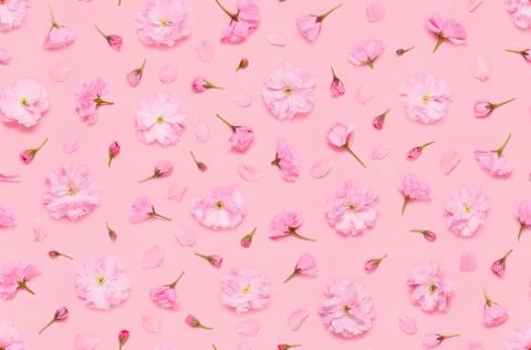 Seamless floral pattern of sakura cherry flowers buds and petals Stock Photos