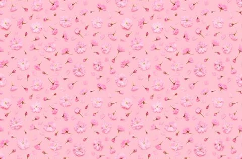 Seamless floral pattern of sakura cherry flowers buds and petals Stock Photos