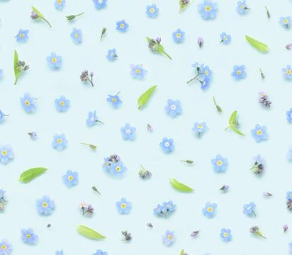 Seamless floral pattern of spring forget-me-not flowers buds and leaves Stock Photos