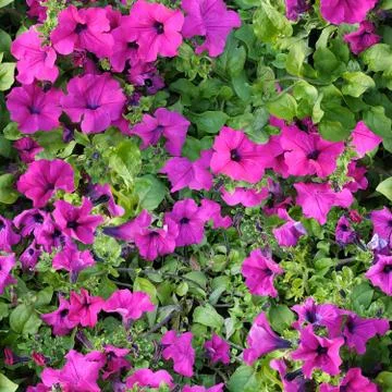 Seamless flowers pattern texture Stock Photos