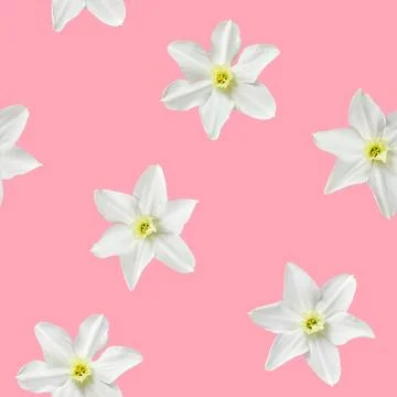 Seamless flowers pattern with white daffodils on pink background. Stock Photos