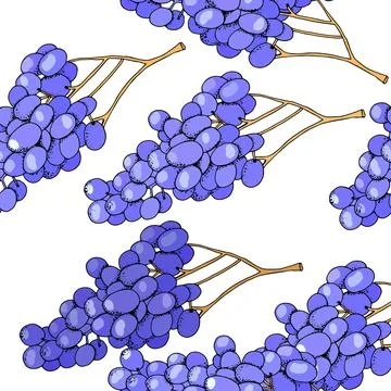 Seamless fruit background with grapes isolated on white. Stock-Illustration