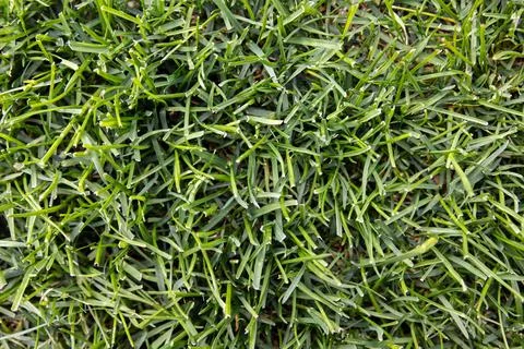 Seamless grass background texture, uniform green lawn surface, Stock Photos