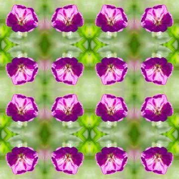 Seamless green background with forest geranium flowers. Foto stock