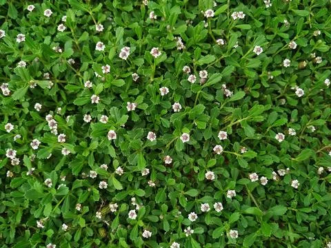 Seamless green grass background.. Fotos de archivo