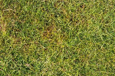 Seamless Green Grass Texture Background, Fresh Top View Lawn Surface for Ga.. Stock Photos