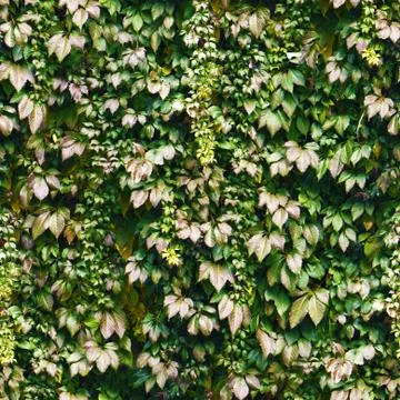Seamless green ivy wall pattern Stock Photos