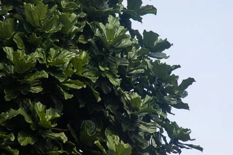 Seamless Green Leaf Texture Background and Tropical Foliage Pattern with De.. Stock Photos