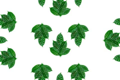 Seamless green leaves pattern on white isolated background Top view flat lay  Stock Photos