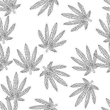 Seamless hemp leaves pattern. Hand drawn doodles vector. Cannabis leaves on w Stock Illustration