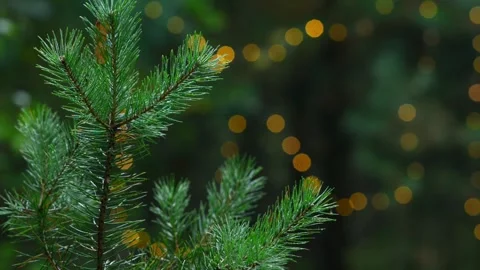 Seamless Holiday Pine Branch Loop with Glowing Bokeh Background Stock-Footage 344405184