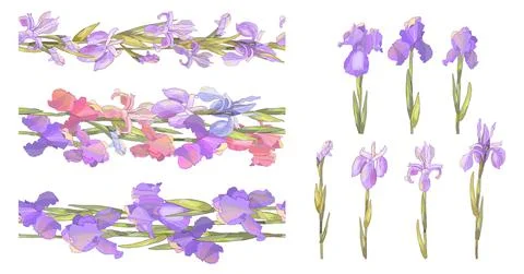 Seamless horizontal borders with stylized bright irises Stock Illustration