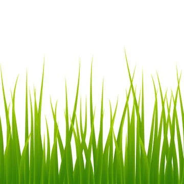 Seamless horizontal vector pattern of 3D volumetric grass isolated on white b Stock Illustration