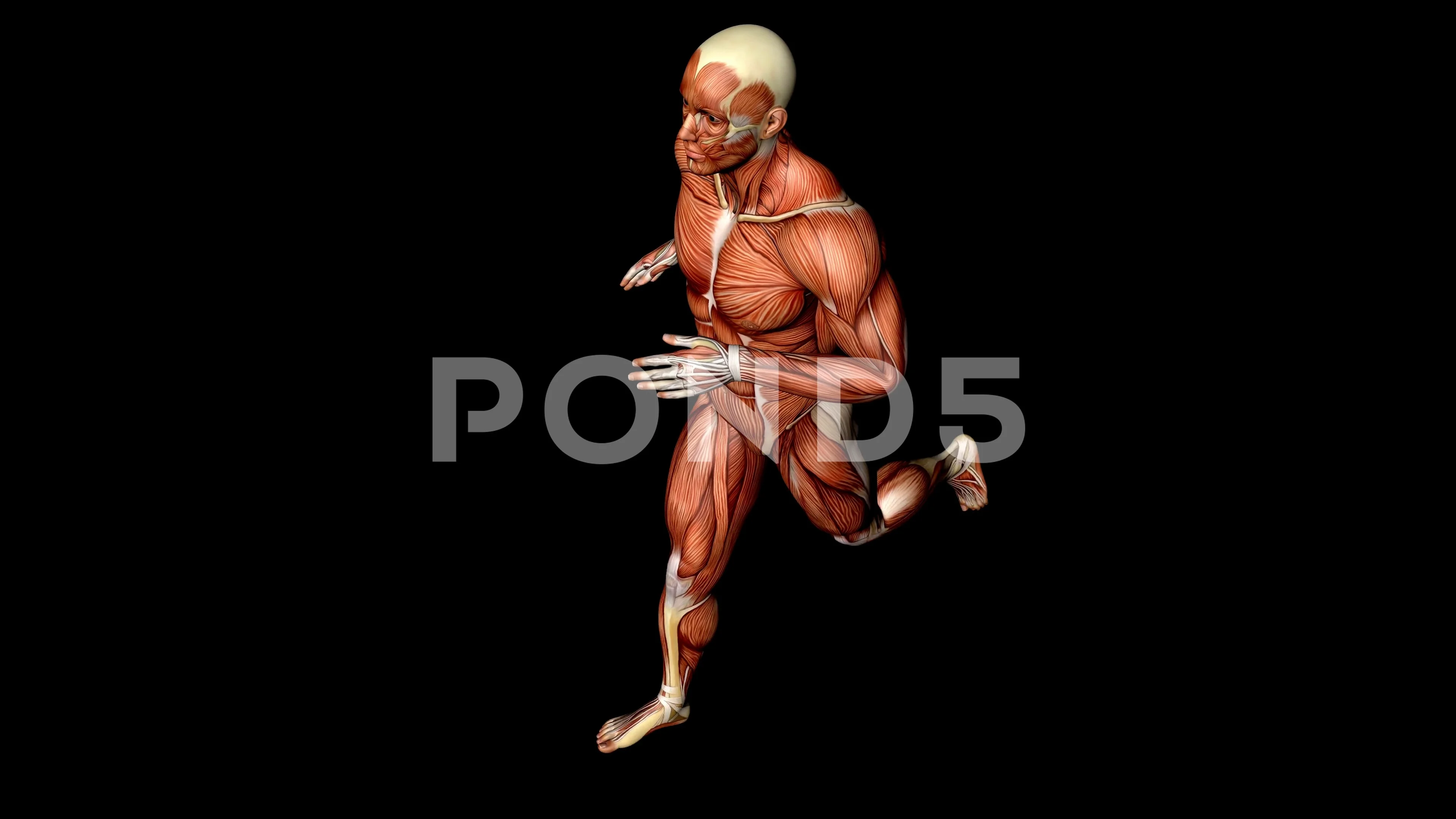 Seamless Human Running Muscles Anatomy M, Stock Video