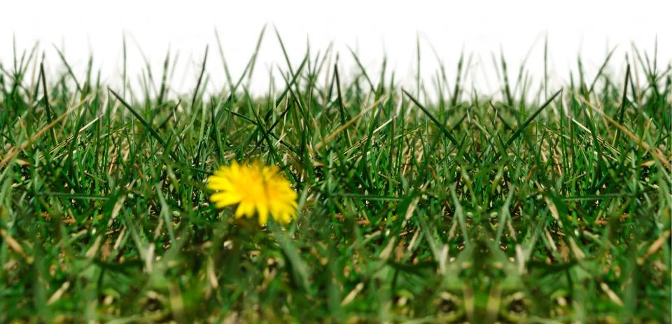 Seamless image with grass Stock Photos